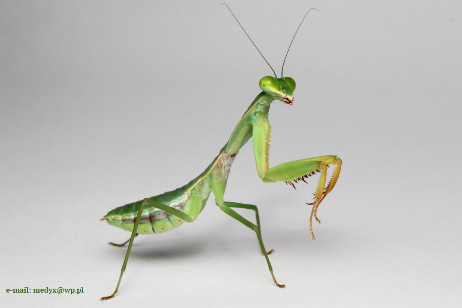 Grafika modliszka
          rhombodera-valida.jpg